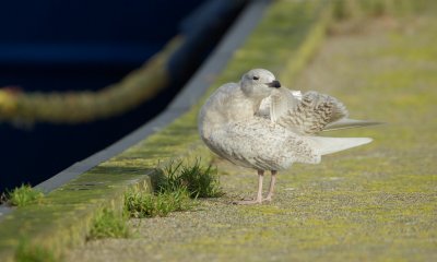 Kleine Burgemeester/Iceland Gull