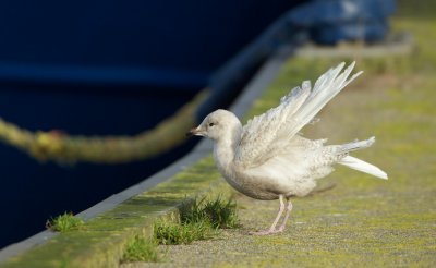 Kleine Burgemeester/Iceland Gull