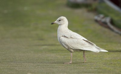 Kleine Burgemeester/Iceland Gull