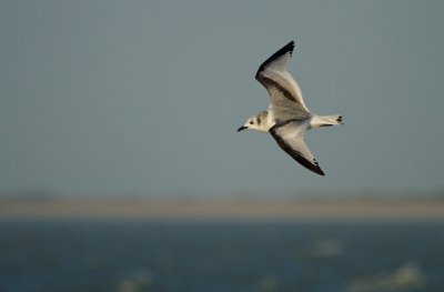 Drieteenmeeuw/Kittiwake
