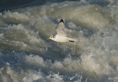 Drieteenmeeuw/Kittiwake