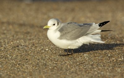 Drieteenmeeuw/Kittiwake