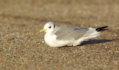 Drieteenmeeuw/Kittiwake