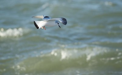 Dwergmeeuw/Little Gull