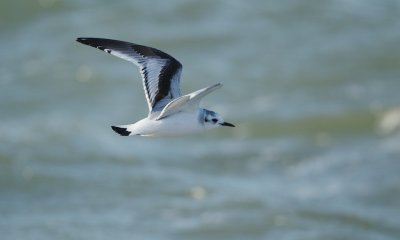 Dwergmeeuw/Little Gull