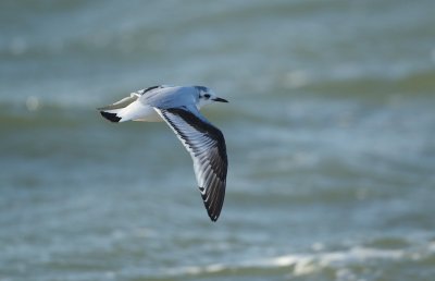 Dwergmeeuw/Little Gull