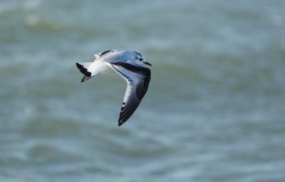 Dwergmeeuw/Little Gull
