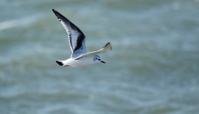 Dwergmeeuw/Little Gull