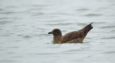 Grote Jager/Great Skua