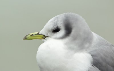 Drieteenmeeuw/Kittiwake