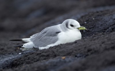 Drieteenmeeuw/Kittiwake