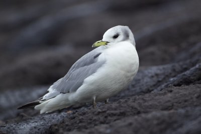 Drieteenmeeuw/Kittiwake