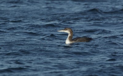 IJsduiker/Great Northern Loon