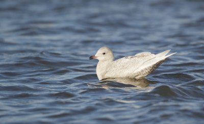 Kleine Burgemeester/Iceland Gull