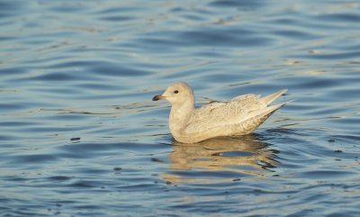 Kleine Burgemeester/Iceland Gull