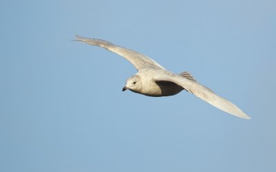Kleine Burgemeester/Iceland Gull