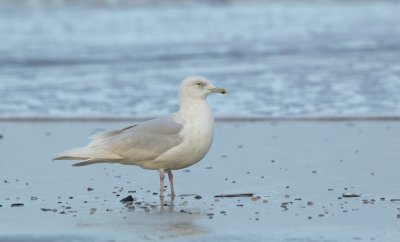 Kleine Burgemeester/Iceland Gull