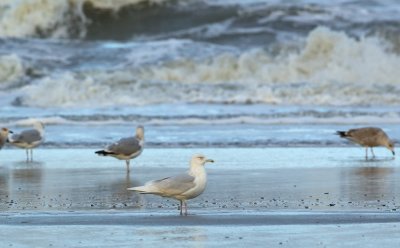 Kleine Burgemeester/Iceland Gull