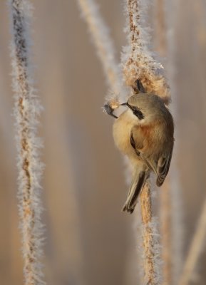 Buidelmees/Penduline Tit