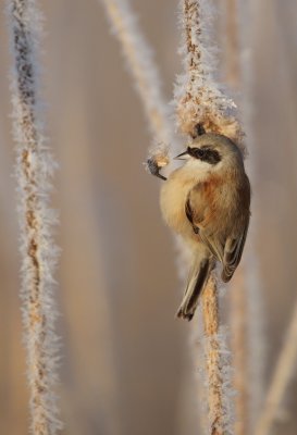 Buidelmees/Penduline Tit