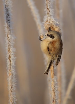 Buidelmees/Penduline Tit