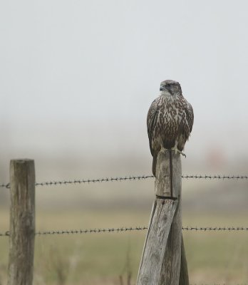 Giervalk/Gyr Falcon