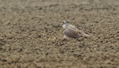 Giervalk/Gyr Falcon
