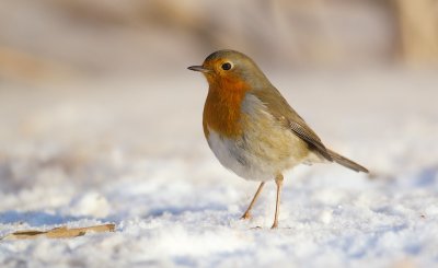 Roodborst/Robin