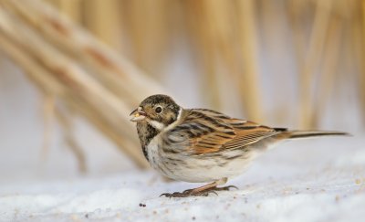 Rietgors/Reed Bunting