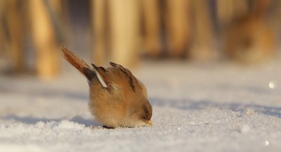 Baardmannetje/Bearded Tit