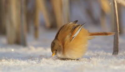 Baardmannetje/Bearded Tit