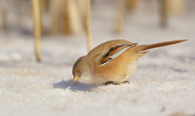 Baardmannetje/Bearded Tit