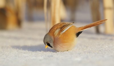 Baardmannetje/Bearded Tit