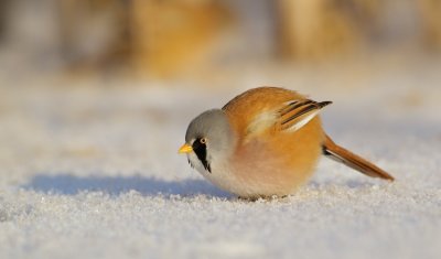 Baardmannetje/Bearded Tit