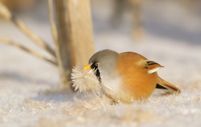 Baardmannetje/Bearded Tit