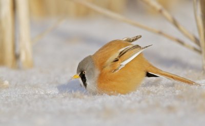 Baardmannetje/Bearded Tit