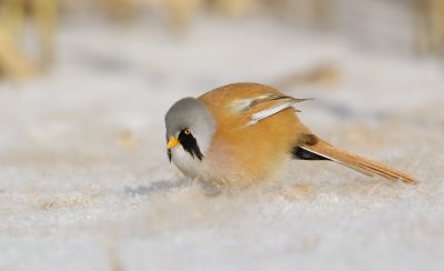 Baardmannetje/Bearded Tit