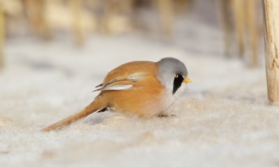 Baardmannetje/Bearded Tit