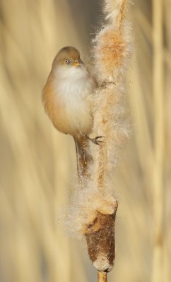 Baardmannetje/Bearded Tit