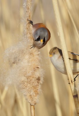 Baardmannetje/Bearded Tit