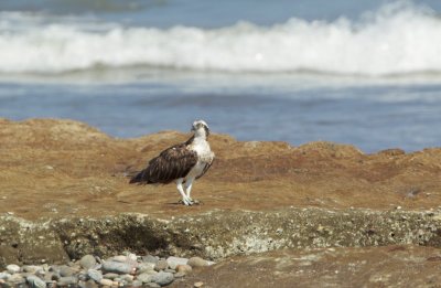 Visarend/Osprey