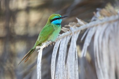 Kleine Groene Bijeneter/Green Bee-eater