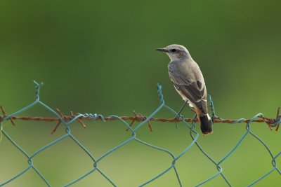 Roodstaarttapuit/Red-tailed Wheatear