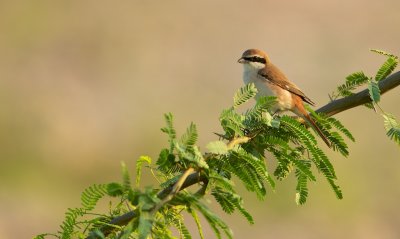 Turkestaanse Klauwier/Turkestan Shrike