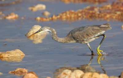 Westelijke Rifreiger/Western Reef Heron