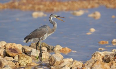 Westelijke Rifreiger/Western Reef Heron