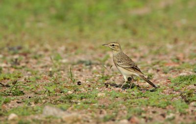 Duinpieper/Tawny Pipit