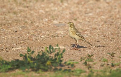 Duinpieper/Twany Pipit