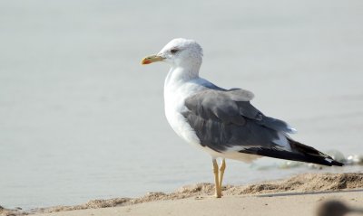 Heuglins Meeuw/Siberian Gull