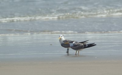 Grote Kuifstern/Swift Tern